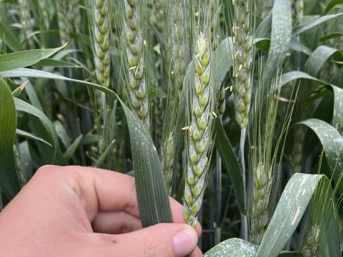 Szántóföldet vásárolnék fiatal gazdaként Nyírmeggyes és környékén