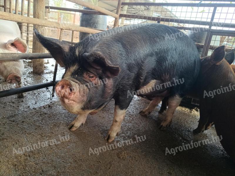 Eladó Berkshire hízó