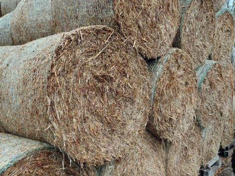 Szemes cirok körbála 150cm