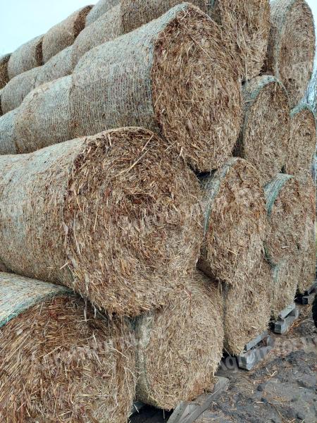 Szemes cirok körbála 150cm