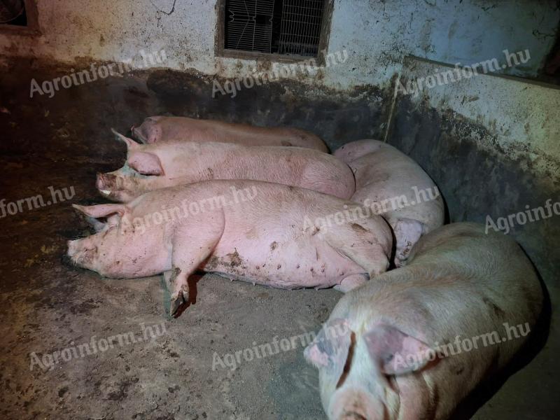 Eladó hízó 250-300 kg