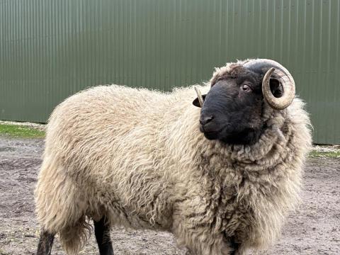 Eladó feketefejű egyéves kos