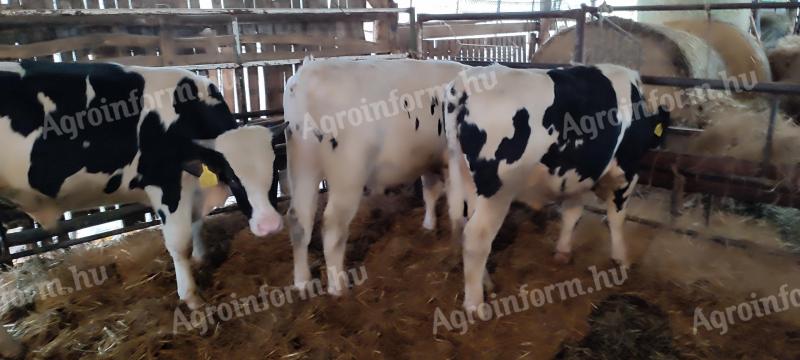 Eladó HF bika borjak, 300-350 kg-os súlyban