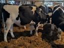 Eladó HF bika borjak, 300-350 kg-os súlyban