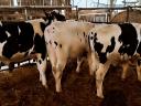 Eladó HF bika borjak, 300-350 kg-os súlyban
