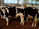 Eladó HF bika borjak, 300-350 kg-os súlyban