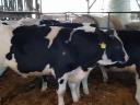 Eladó HF bika borjak, 300-350 kg-os súlyban