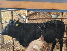 Limousin apaságú üsző borjak eladók