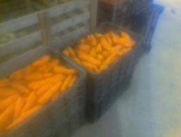 Takarmány sárgarépa eladó