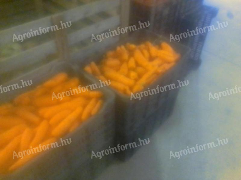 Takarmány sárgarépa eladó