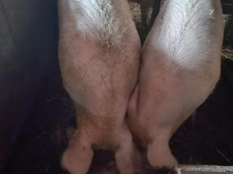 Hízók eladók Kisújszálláson, 200-300 kg között, 750 Ft/kg áron Hízók eladók Kisújszálláson, 200-300 kg között, 750 Ft/kg áron