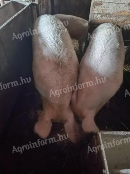 Hízók eladók Kisújszálláson, 200-300 kg között, 750 Ft/kg áron