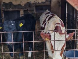 Eladó húshasznú borjak