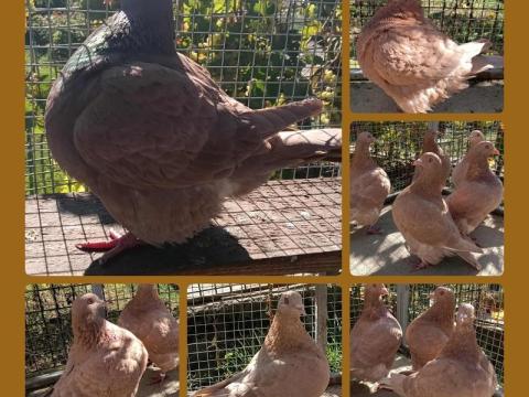 Recesszív Texán galambok eladók Tolna megyében