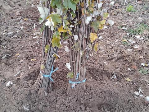 Szürke nyár csemete eladó