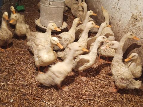 Vágni való kacsák