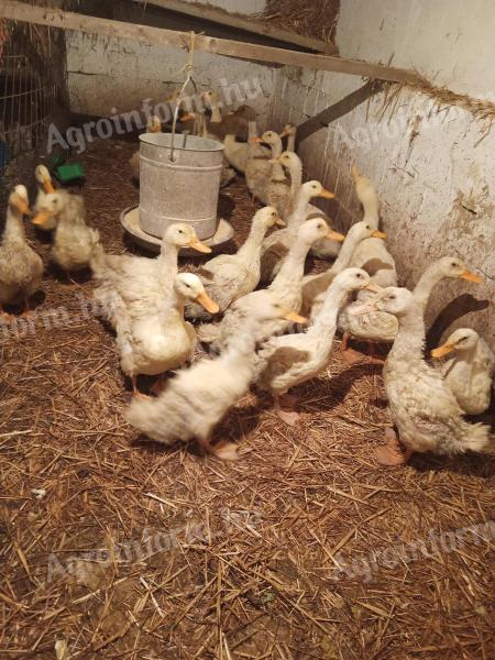 Vágni való kacsák