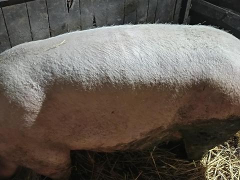 Selejt, vágó kocák eladók