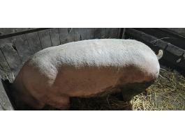 Selejt, vágó kocák eladók