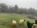 Merino kos eladó, 2 éves, barátságos