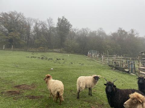 Merino kos eladó, 2 éves, barátságos Merino kos eladó, 2 éves, barátságos