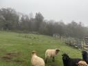 Merino kos eladó, 2 éves, barátságos