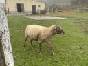 Merino kos eladó, 2 éves, barátságos