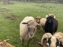 Merino kos eladó, 2 éves, barátságos