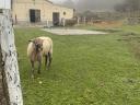 Merino kos eladó, 2 éves, barátságos