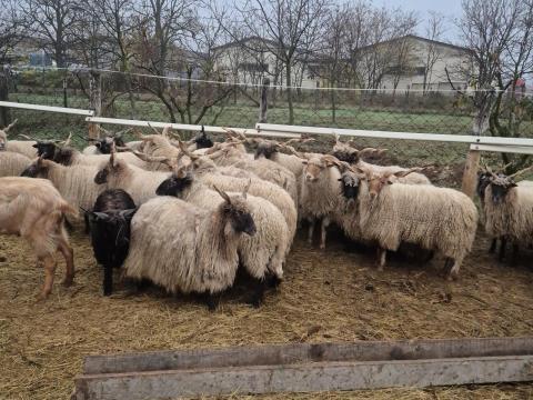 Eladó racka juhok