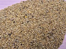 Szidanifű mag eladó