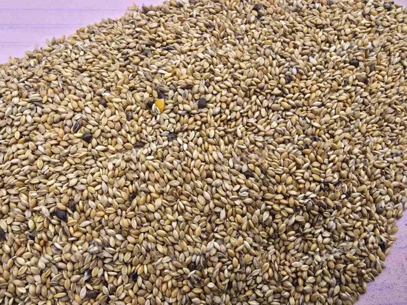 Szidanifű mag eladó