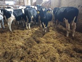 Hízót bikák eladók