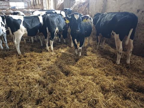 Hízót bikák eladók Hízót bikák eladók