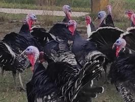 Bronz pulykák eladók