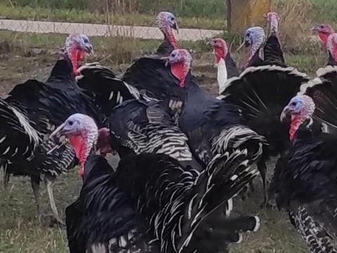 Bronz pulykák eladók Bronz pulykák eladók