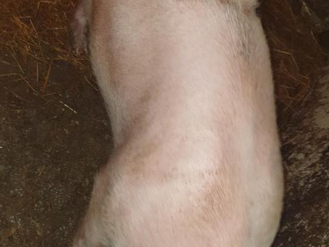 Eladó 100-110 kg súlyú hízó sertés