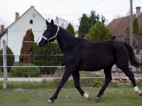 Eladó Magyar Sportló kanca kiváló ugrókészséggel