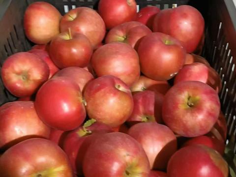 Több fajta alma eladó Több fajta alma eladó