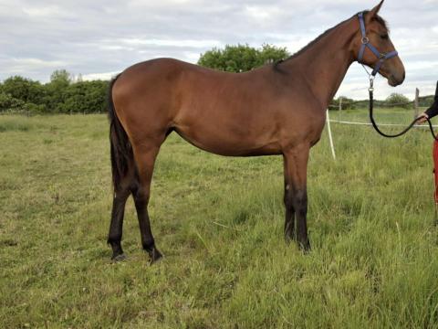 Magyar sportló kanca csikó eladó kiváló származással