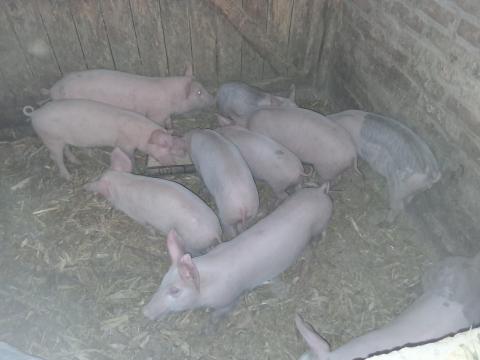 Választási malacok eladók