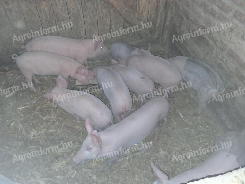 Választási malacok eladók