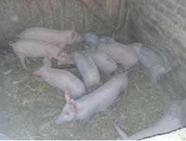 Választási malacok eladók