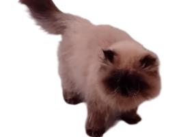 Himalája perzsa kiscica gyönyörűséges kandúr eladó