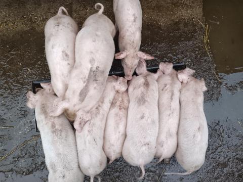 Eladó választási malac