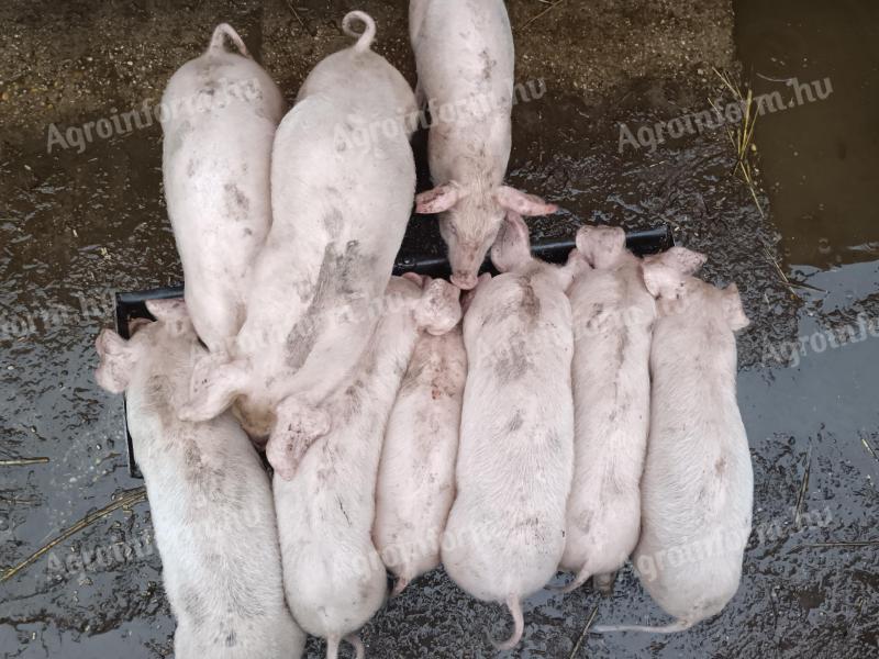 Eladó választási malac