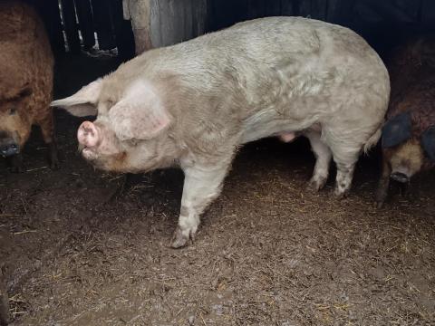 Eladó Turcsi kandisznó