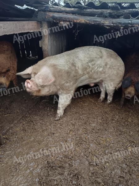 Eladó Turcsi kandisznó