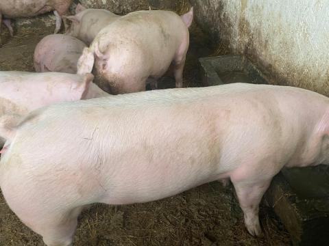 Eladó Topigs minőségi hízók Baranya megyében
