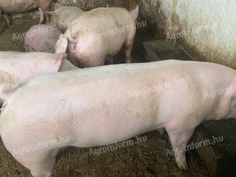 Eladó Topigs minőségi hízók Baranya megyében